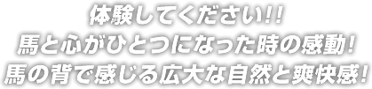 体験してください!! 馬と心がひとつになった時の感動! 馬の背で感じる広大な自然と爽快感!